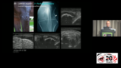 thumbnail for The Proximal Forelimb & Neck Connection 2025